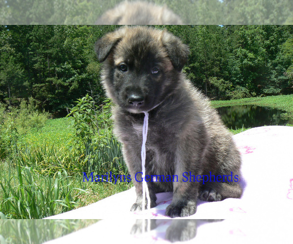 Medium Photo #5 German Shepherd Dog Puppy For Sale in PIEDMONT, MO, USA