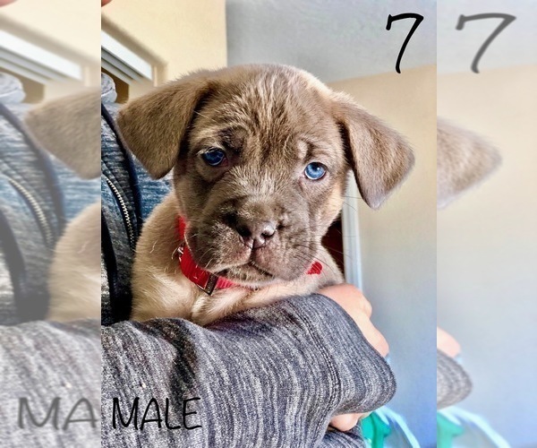 Medium Photo #7 Cane Corso Puppy For Sale in HESPERIA, CA, USA