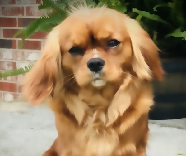 Medium Photo #1 Cavalier King Charles Spaniel Puppy For Sale in HARDY, AR, USA
