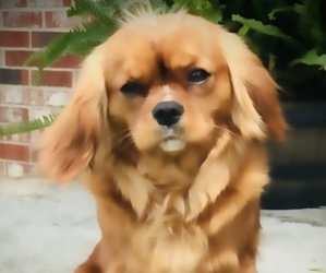 Father of the Cavalier King Charles Spaniel puppies born on 04/19/2025