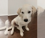 Small Photo #2 Labrador Retriever Puppy For Sale in HENDERSONVILLE, TN, USA