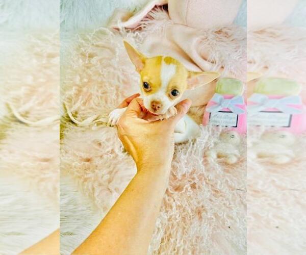 Medium Photo #3 Chihuahua Puppy For Sale in NAPLES, FL, USA