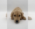 Small Photo #12 Golden Retriever Puppy For Sale in OCALA, FL, USA