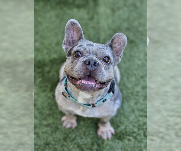 Medium Photo #1 French Bulldog Puppy For Sale in Lake elsinore, CA, USA
