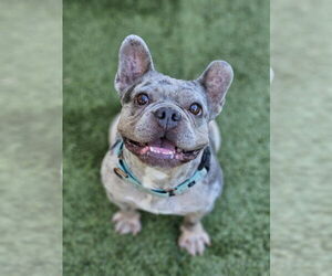 French Bulldog Dogs for adoption in Lake elsinore, CA, USA