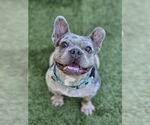 Small French Bulldog