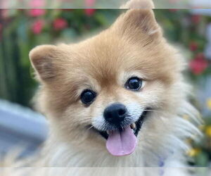 Pomeranian Dogs for adoption in Cookeville, TN, USA