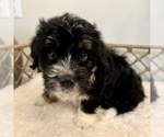 Small #4 Australian Mountain Dog