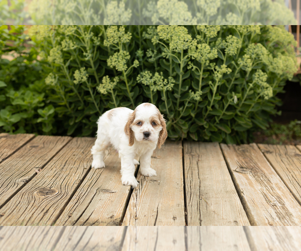 Medium Photo #4 Cocker Spaniel Puppy For Sale in NAPPANEE, IN, USA