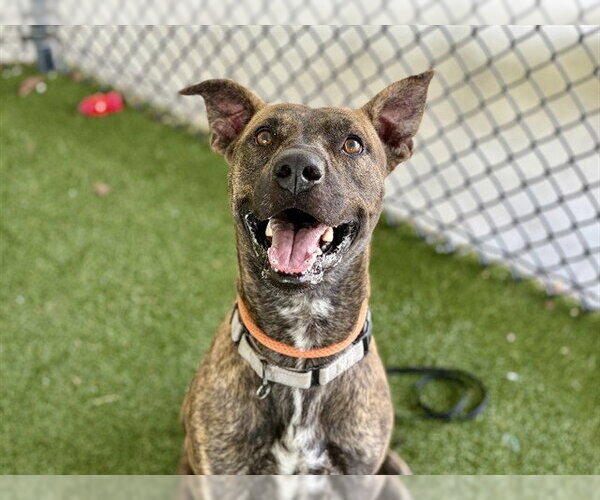Medium Photo #2 Plott Hound-Unknown Mix Puppy For Sale in Tavares, FL, USA