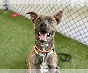 REED - Male Plott Hound-Unknown Mix Dog for Adoption - Photo #2