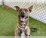Small #1 Plott Hound Mix