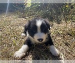 Puppy BlackWhite10 Border Collie