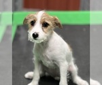 Small Photo #3 Jack Russell Terrier Puppy For Sale in DUNDEE, OH, USA