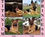Small Photo #1 German Shepherd Dog Puppy For Sale in BROOKFIELD, MO, USA