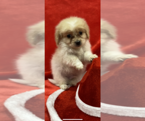 Dameranian Puppy for sale in ACTON, CA, USA