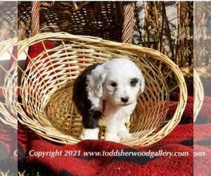 Old English Sheepdog-Poodle (Toy) Mix Puppy for sale in JEROME, ID, USA