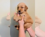 Small Photo #4 Golden Retriever Puppy For Sale in SALISBURY, NC, USA