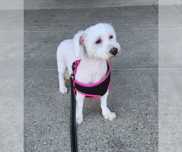 Medium Photo #2 Bichon Frise Puppy For Sale in Alexandria, KY, USA