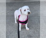 Small #1 Bichon Frise