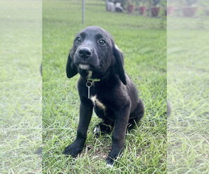 Labrador Retriever-Unknown Mix Dogs for adoption in Rockaway, NJ, USA