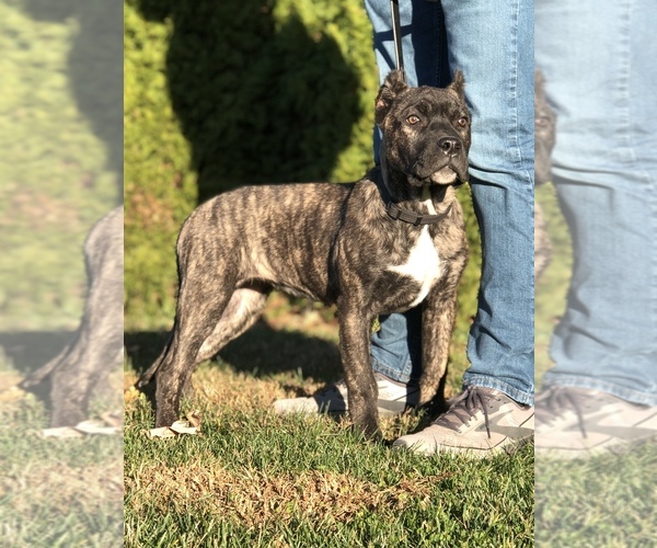 Medium Photo #1 Presa Canario Puppy For Sale in DANVILLE, IN, USA