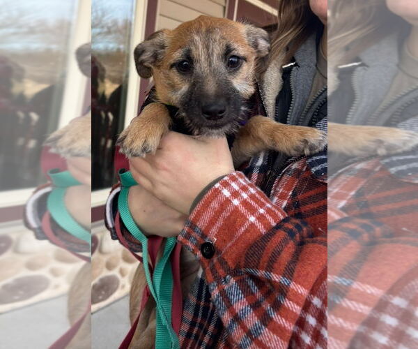 Medium Photo #7 Rat-Cha Puppy For Sale in Grafton, WI, USA