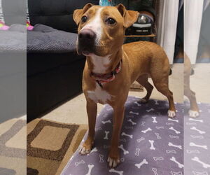 Mutt Dogs for adoption in Brooklyn Center, MN, USA