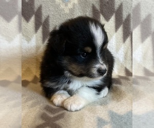 Shel-Aussie Puppy for sale in FORT MORGAN, CO, USA