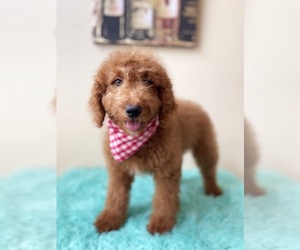 Goldendoodle (Miniature) Puppy for sale in ORLANDO, FL, USA