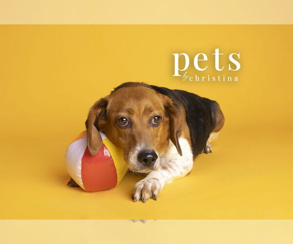Medium Photo #2 Beagle Puppy For Sale in Foristell, MO, USA