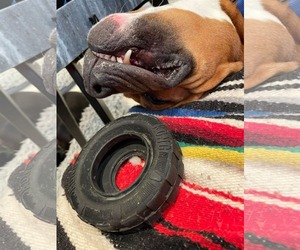 Bartholomew Cubbins - Male Boxer-Unknown Mix Dog for Adoption - Photo #13