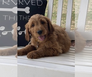 Goldendoodle Puppy for sale in CENTRAL CITY, KY, USA