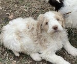 Puppy Josie Goldendoodle