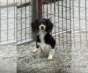 Dachshund Puppy for sale in CASSVILLE, MO, USA