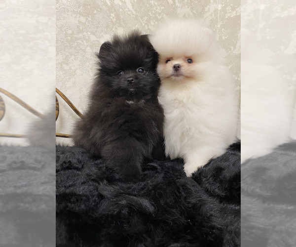 Medium Photo #2 Pomeranian Puppy For Sale in Chisinau, Chisinau Municipality, Moldova