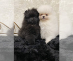 Small #1 Pomeranian