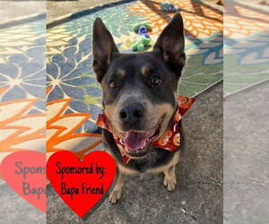 Mutt Dogs for adoption in San Leon, TX, USA