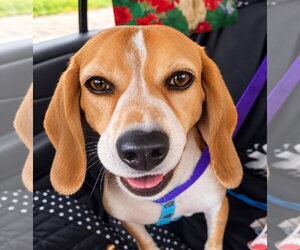 Gracie VI - Female Beagle Dog for Adoption - Photo #5