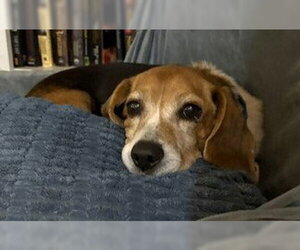 Matty - Male Beagle Dog for Adoption - Photo #13