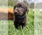 Small Photo #5 Labrador Retriever Puppy For Sale in NEOLA, WV, USA