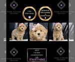 Puppy Mitzi F1B Goldendoodle (Miniature)