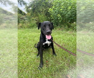 Medium Bulldog-Labrador Retriever Mix