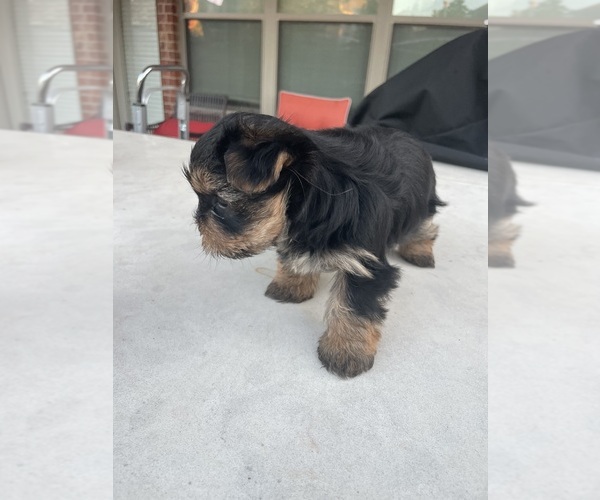 Medium Photo #18 Yorkshire Terrier Puppy For Sale in RICHMOND, TX, USA