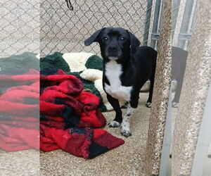 Chiweenie Dogs for adoption in Martinsburg, WV, USA