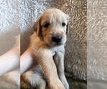 Small Photo #2 Golden Retriever Puppy For Sale in PORTLAND, TN, USA
