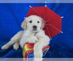 Small Photo #7 Golden Retriever Puppy For Sale in NORWOOD, MO, USA