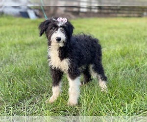 Aussiedoodle Miniature Puppy for sale in LAKELAND, FL, USA
