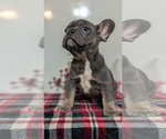 Small Photo #34 French Bulldog Puppy For Sale in GOSHEN, IN, USA