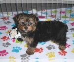Small #4 Yorkshire Terrier